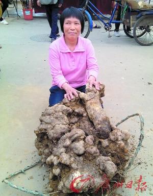 肇慶挖出百斤巨型糯米薯