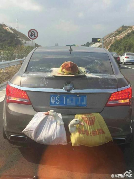 帶著雞鴨跑高速鴨雞成了網(wǎng)紅!粵S.T627J掛兩鴨一雞乘車(chē)上高速你怎么看