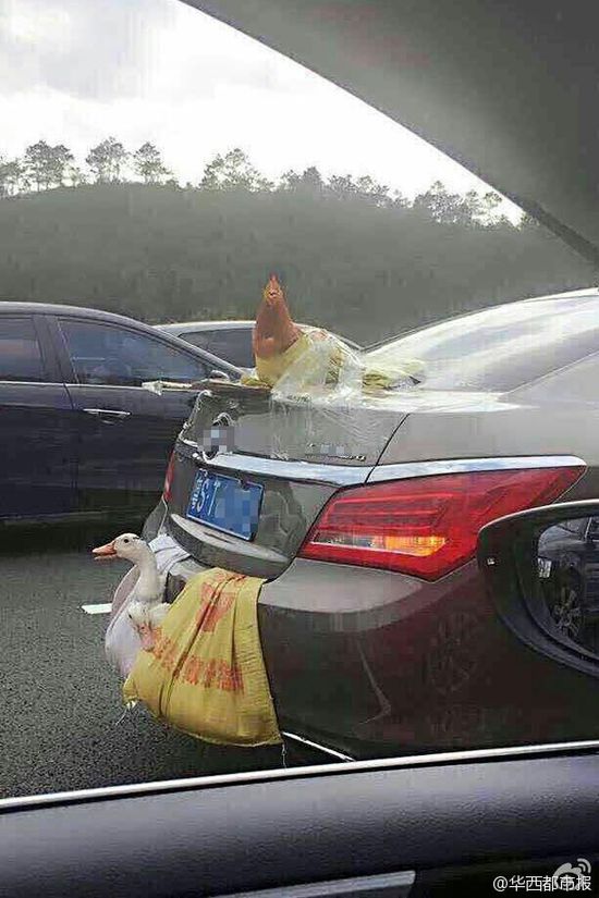 帶著雞鴨跑高速鴨雞成了網(wǎng)紅!粵S.T627J掛兩鴨一雞乘車(chē)上高速你怎么看